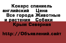 Кокерс спаниель английский  › Цена ­ 4 500 - Все города Животные и растения » Собаки   . Крым,Северная